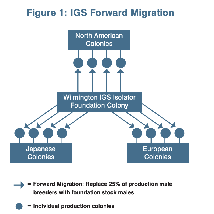 IGS scheme Forward migration.png